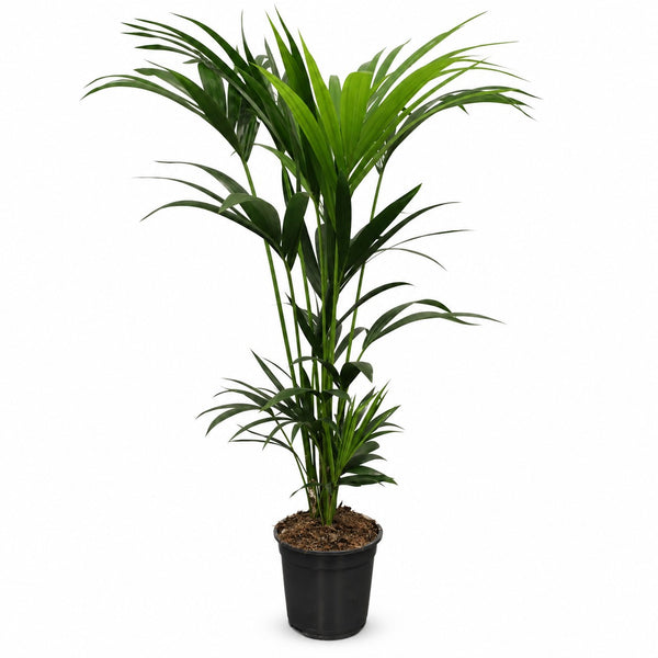 Kentia-Palme Howea Forsteriana - 120cm (Ø21cm) im Kulturtopf