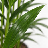 Kentia-Palme Howea Forsteriana, Nahaufnahme Blatt