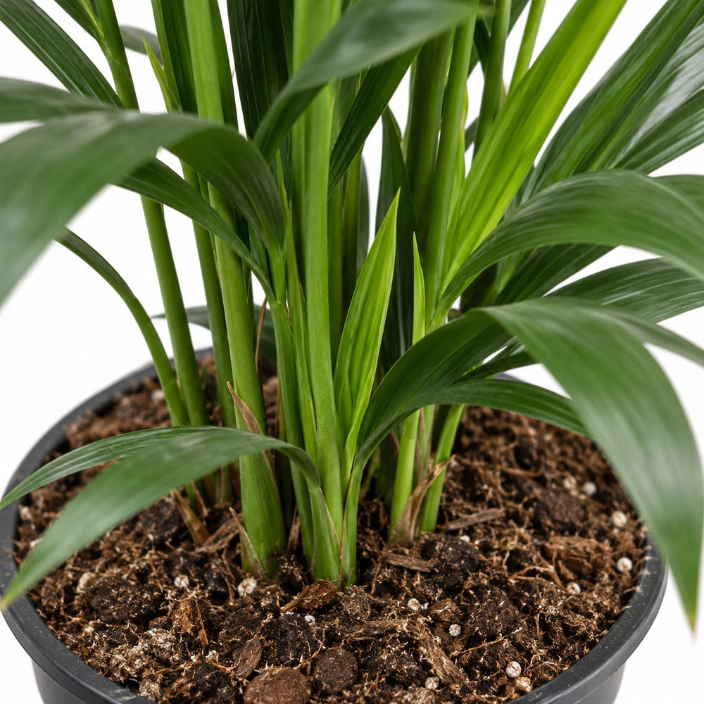 Kentia-Palme Howea Forsteriana, Nahaufnahme Wuchs und Triebansatz