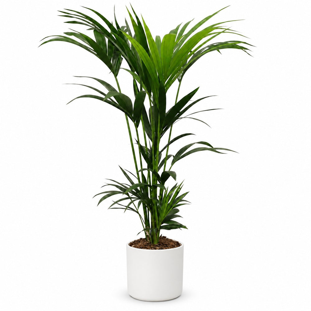 Kentia-Palme Howea Forsteriana - 120cm (Ø21cm), Stylingbeispiel im Übertopf (Übertopf nicht enthalten)