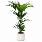 Kentia-Palme Howea Forsteriana - 120cm (Ø21cm), Stylingbeispiel im Übertopf (Übertopf nicht enthalten)