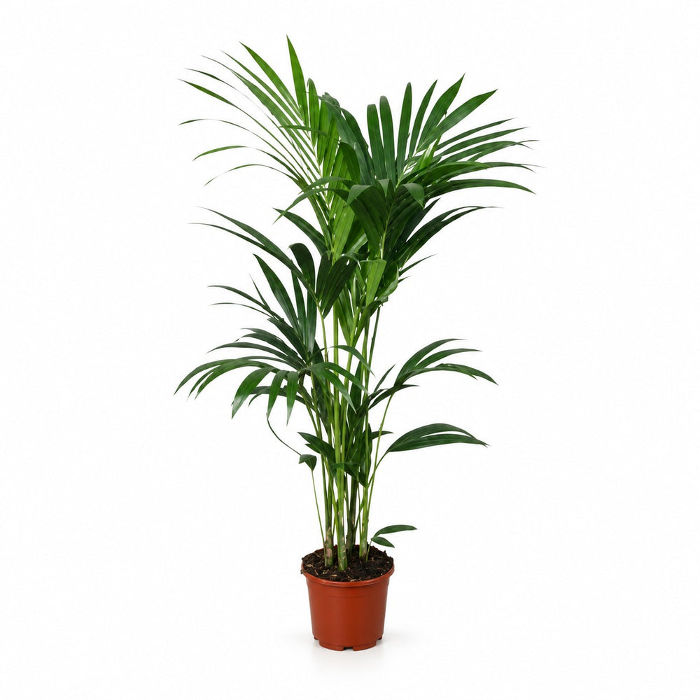 Kentia-Palme Howea Forsteriana - 120cm (Ø24cm) im Kulturtopf
