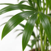 Kentia-Palme Howea Forsteriana, Nahaufnahme Blatt