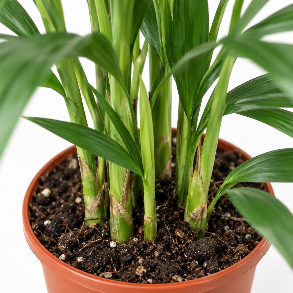 Kentia-Palme Howea Forsteriana, Nahaufnahme Wuchs und Triebansatz