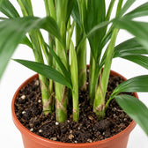 Kentia-Palme Howea Forsteriana, Nahaufnahme Wuchs und Triebansatz