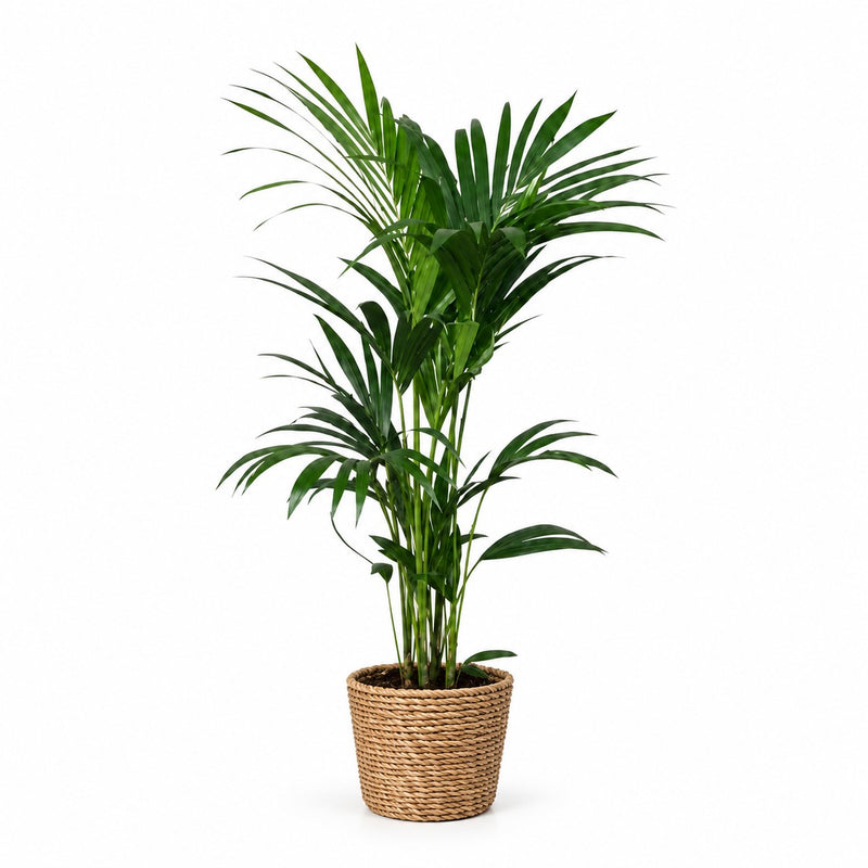 Kentia-Palme Howea Forsteriana - 120cm (Ø24cm) Detail