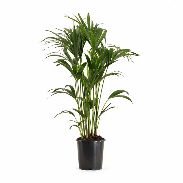Kentia-Palme Howea Forsteriana - 120cm (Ø24cm) im Kulturtopf