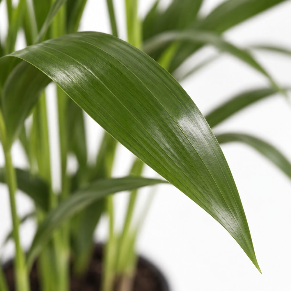 Kentia-Palme Howea Forsteriana, Nahaufnahme Blatt