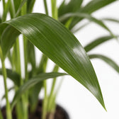 Kentia-Palme Howea Forsteriana, Nahaufnahme Blatt