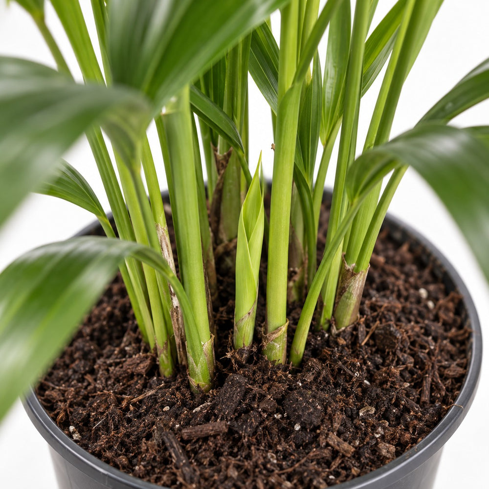 Kentia-Palme Howea Forsteriana, Nahaufnahme Wuchs und Triebansatz