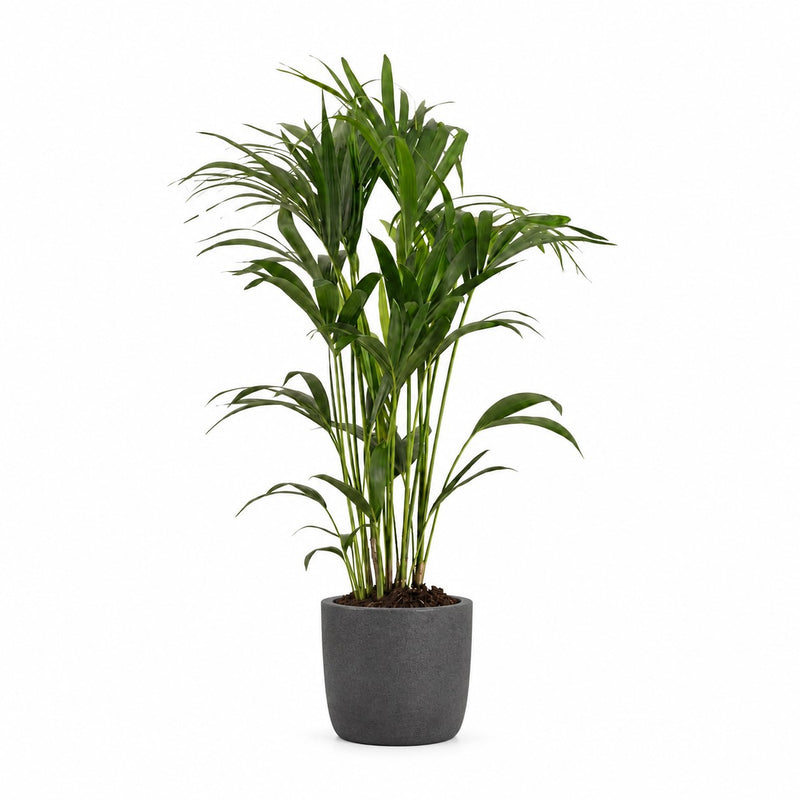 Kentia-Palme Howea Forsteriana - 120cm (Ø24cm) Detail