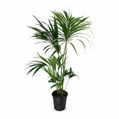 Kentia-Palme Howea Forsteriana - 130cm im Kulturtopf