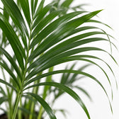 Kentia-Palme Howea Forsteriana, Nahaufnahme Blatt