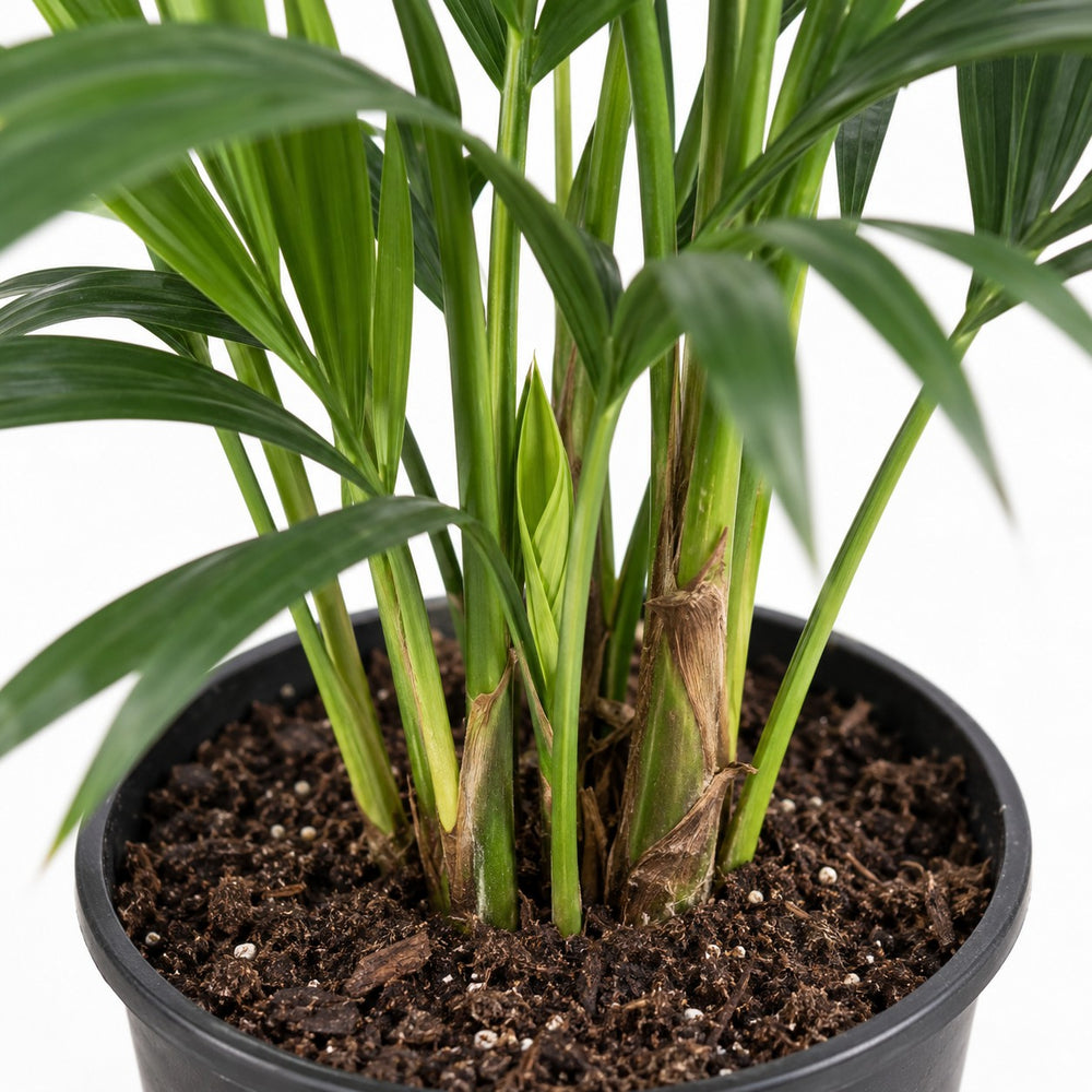 Kentia-Palme Howea Forsteriana, Nahaufnahme Wuchs und Triebansatz