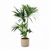 Kentia-Palme Howea Forsteriana - 130cm, Stylingbeispiel im Übertopf (Übertopf nicht enthalten)