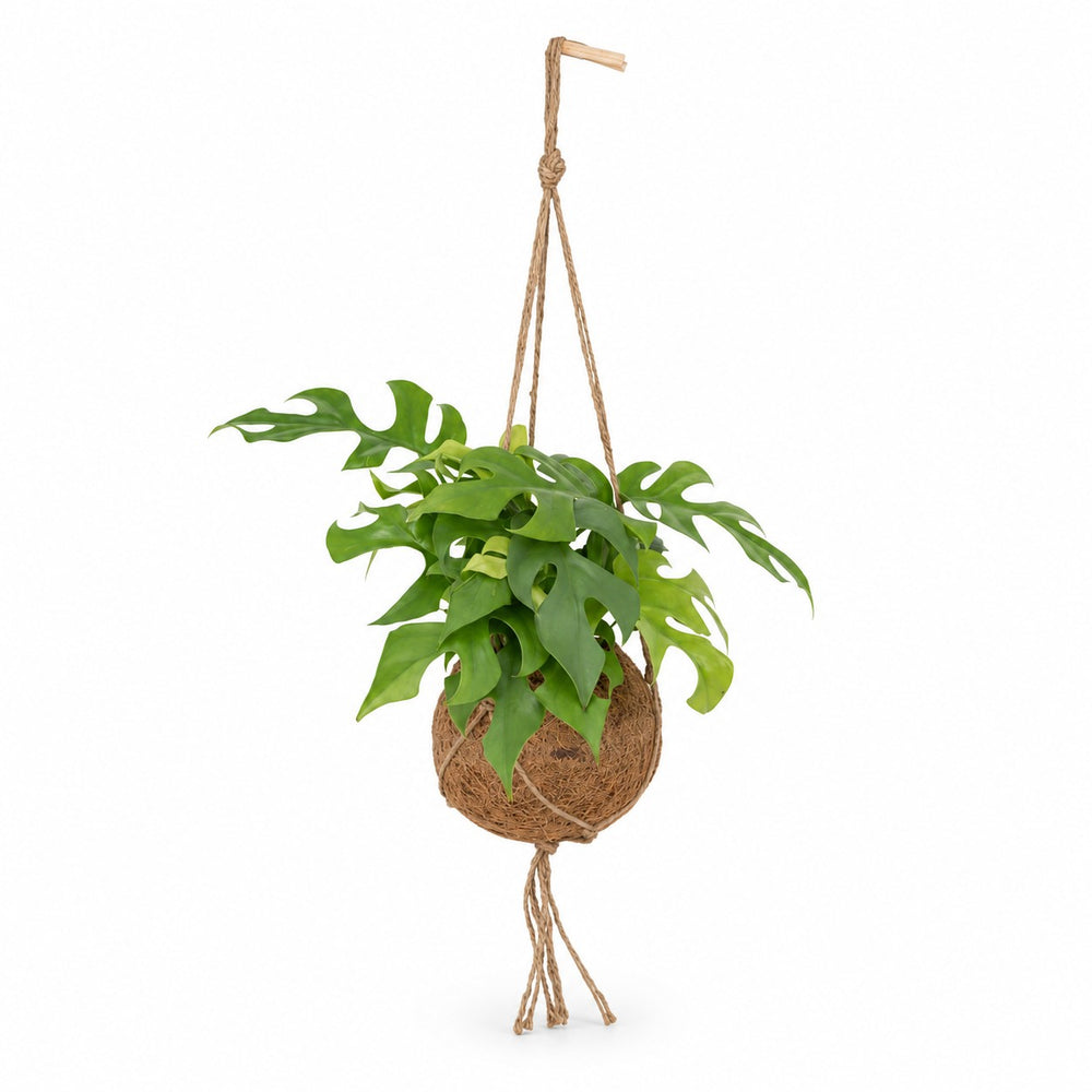 Kokedama Monstera Minima - 25cm im Kulturtopf