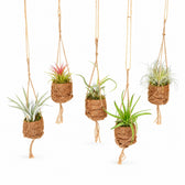 Kokodama Birdnest Tillandsia Mix - 8 Stück - 5cm im Kulturtopf