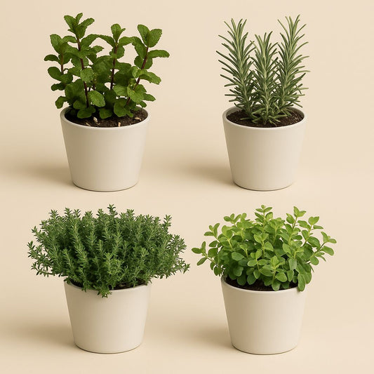 Gartenkräutermischung (4 Stück) - 18cm