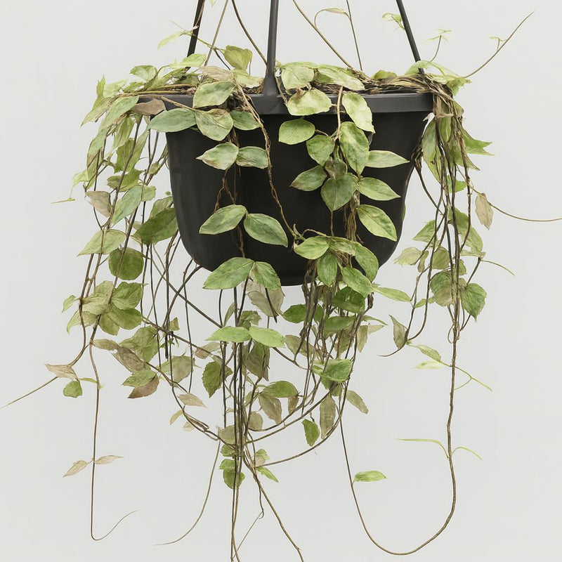 Ceropegia Woodii ssp.woodii Detail