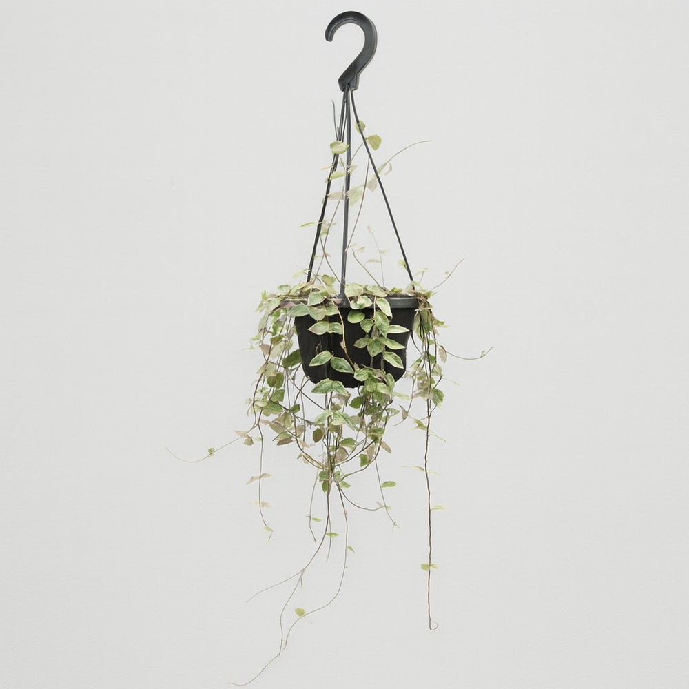 Ceropegia Woodii ssp.woodii 50cm im 14cm Topf
