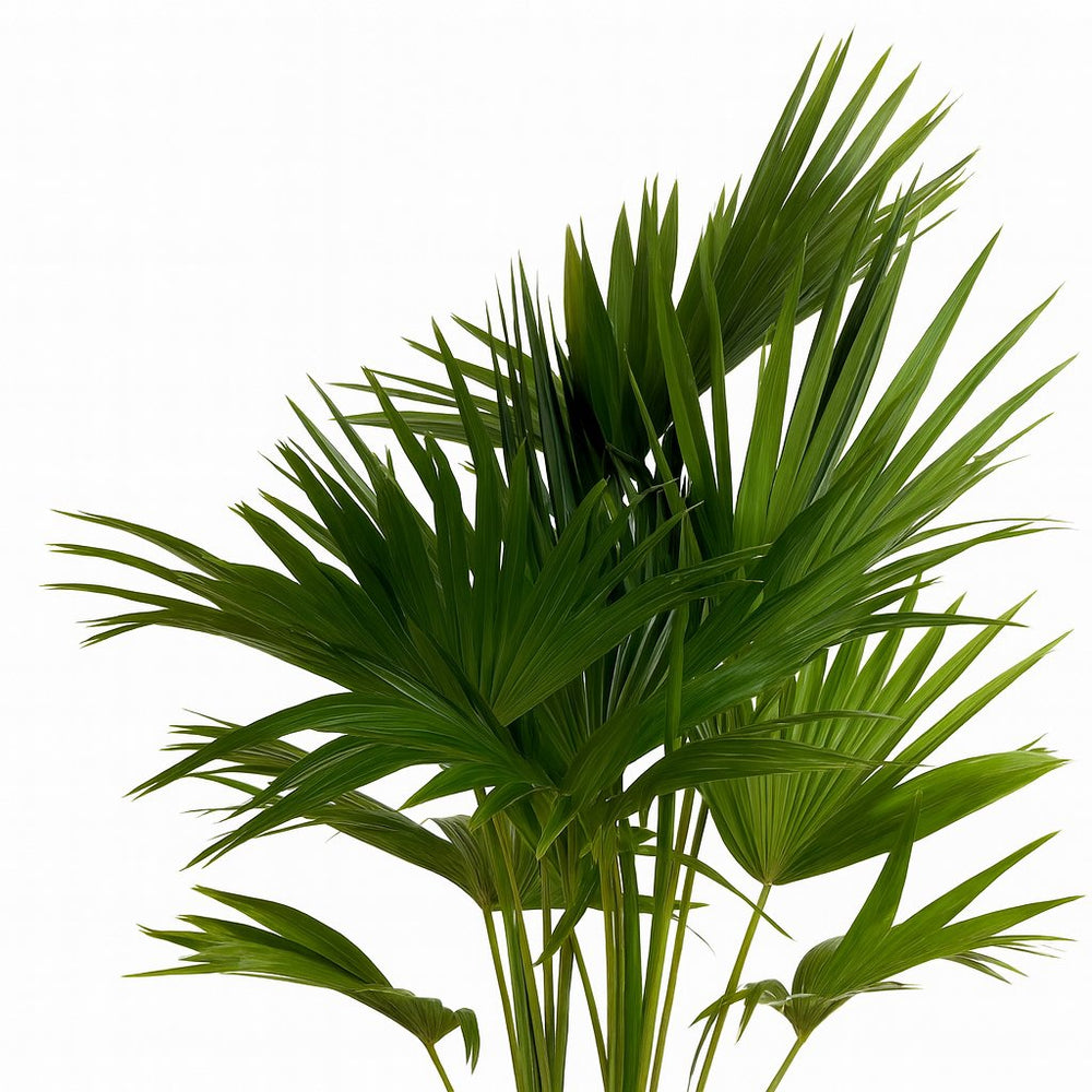 Livistona Chinensis 100cm im 24cm Topf Nahaufnahme