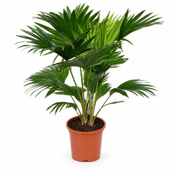 Livistona Rotundifolia (70cm, Ø17cm) im Kulturtopf