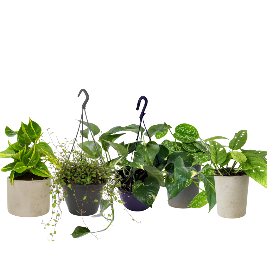 Luftreinigende Pflanzen hängend (mittel)