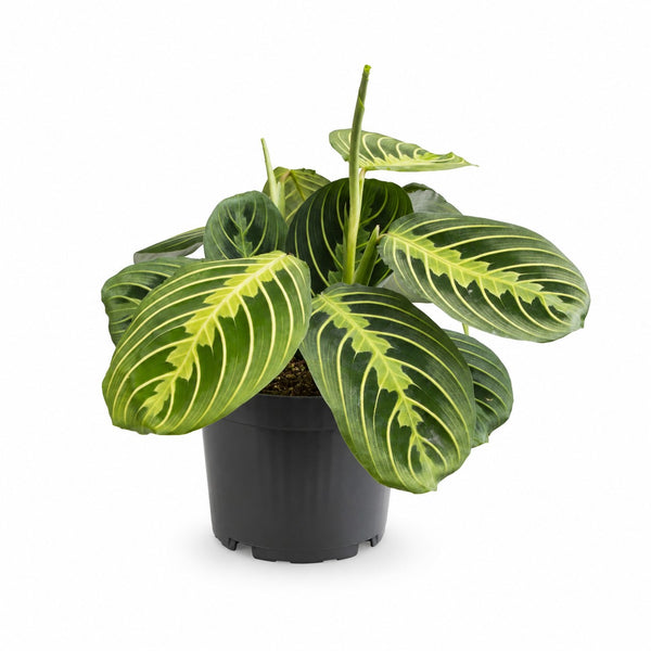 Maranta Lemon Lime (30cm, Ø12cm) im Kulturtopf