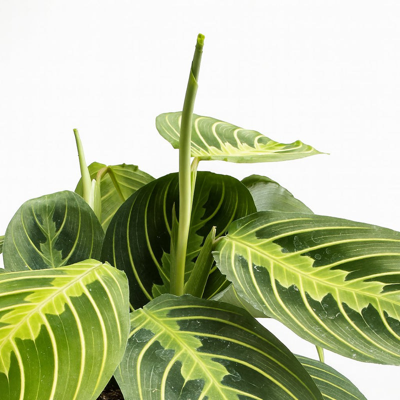 Maranta Lemon Lime Detail