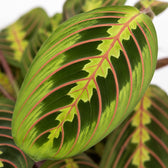 Maranta Leuconeura Fascinator (20cm, Ø12cm), Nahaufnahme Blatt