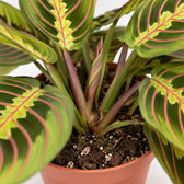 Maranta Leuconeura Fascinator (20cm, Ø12cm), Nahaufnahme Wuchs und Triebansatz
