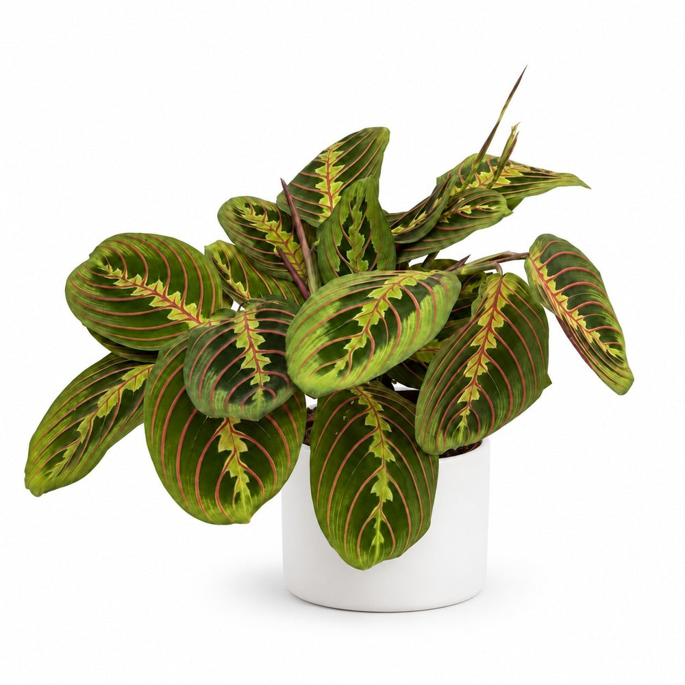 Maranta Leuconeura Fascinator (20cm, Ø12cm), Stylingbeispiel im Übertopf (Übertopf nicht enthalten)