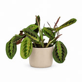 Maranta Leuconeura Fascinator (30cm, Ø12cm), Stylingbeispiel im Übertopf (Übertopf nicht enthalten)