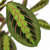 Maranta Leuconeura Fascinator, Nahaufnahme Blatt