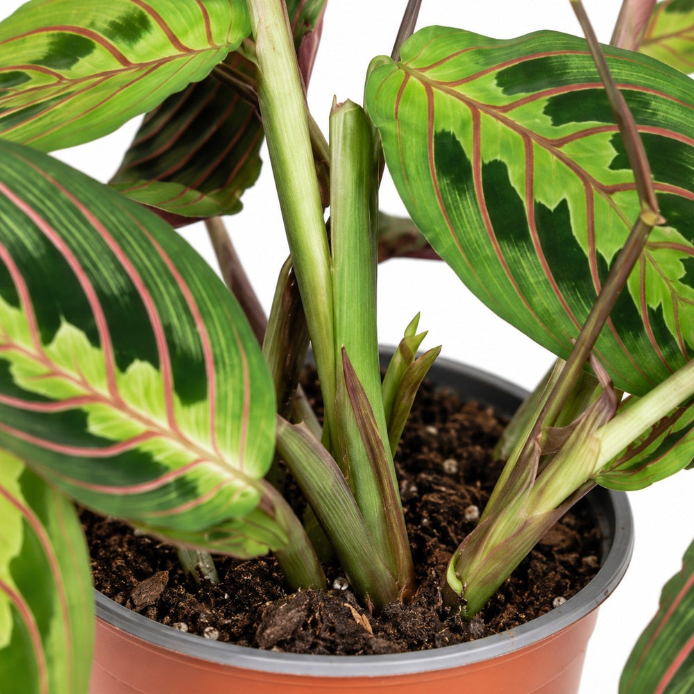 Maranta Leuconeura Fascinator, Nahaufnahme Wuchs und Triebansatz