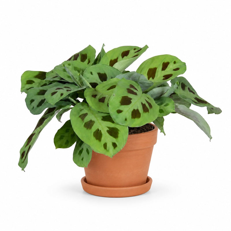 Maranta Leuconeura Kerchoveana Detail