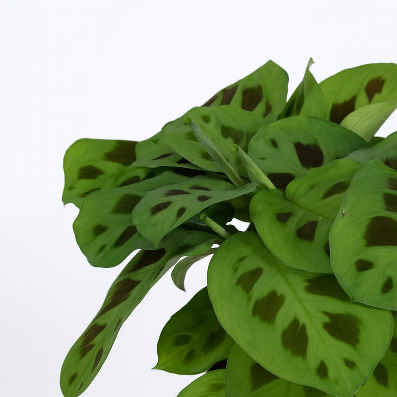 Maranta Leuconeura Kerchoveana Detail