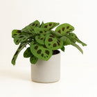 Maranta Leuconeura Kerchoveana 30cm im 12cm Topf