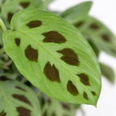 Maranta Leuconeura Kerchoveana, Nahaufnahme Blatt