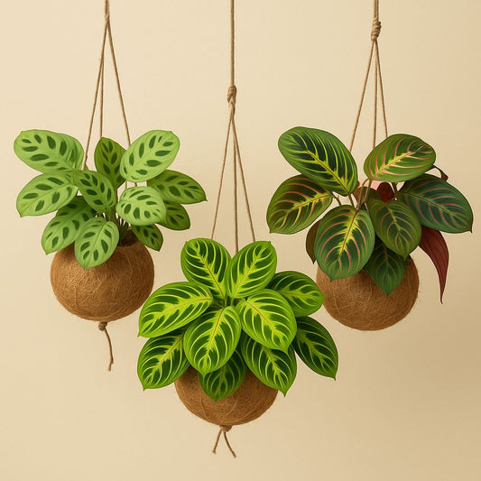 Kokodama Maranta Mix - 3 Stück - 20cm
