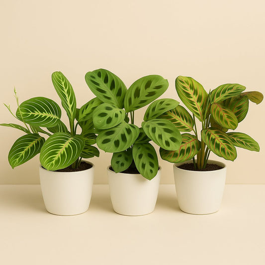 Maranta Leuconeura 'Fascinator' - 3 Sorten
