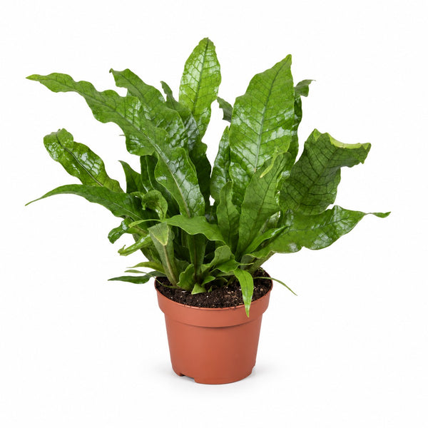 Microsorum Crocodyllus (30cm, Ø12cm) im Kulturtopf