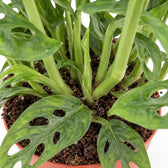 Monstera Adansonii, Nahaufnahme Wuchs und Triebansatz