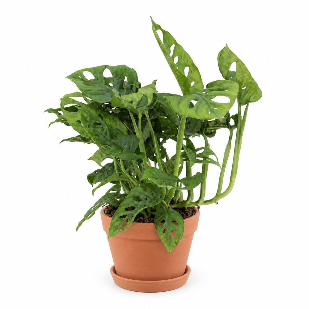 Monstera Adansonii - 30cm (Ø12cm), Stylingbeispiel im Übertopf (Übertopf nicht enthalten)