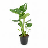 Monstera Deliciosa - 60cm im Kulturtopf