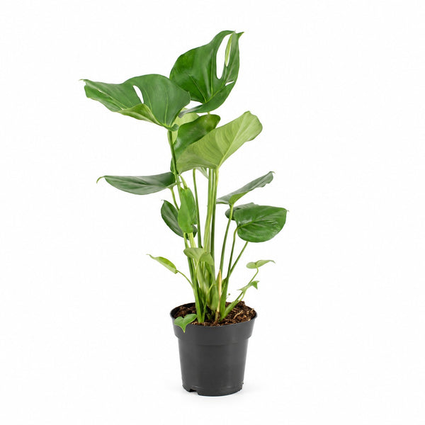 Monstera Deliciosa - 60cm im Kulturtopf