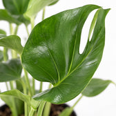 Monstera Deliciosa, Nahaufnahme Blatt