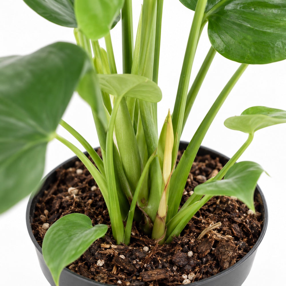 Monstera Deliciosa, Nahaufnahme Wuchs und Triebansatz