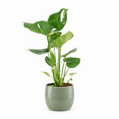 Monstera Deliciosa - 60cm, Stylingbeispiel im Übertopf (Übertopf nicht enthalten)