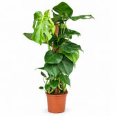 Monstera Deliciosa am Moosstab - 80cm im Kulturtopf
